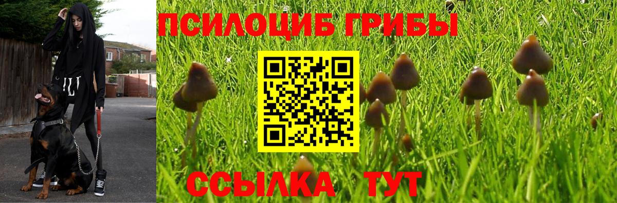 Котельники  Галлюциногенные грибы Psilocybine cubensis  Вход с VPN 